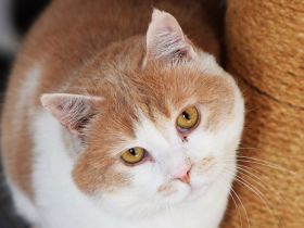 Sam, ruhiger, sanfter, hundeverträglicher Kater such liebevolles Zuhause, 2 Jahre