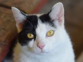 Tabby, sucht Stabilität und eine feste Bezugsperson, um wieder Vertrauen zu fassen, 3 Jahre