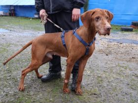 Erfahrenes Zuhause für charakterstarken Levin gesucht
