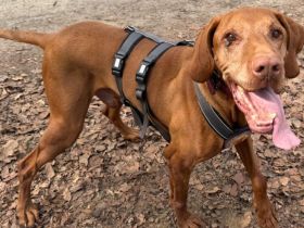 Erfahrenes Zuhause für charakterstarken Levin gesucht