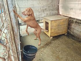 Erfahrenes Zuhause für charakterstarken Levin gesucht