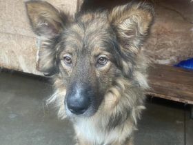 Lass dich von Bowie verzaubern