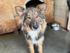 Lass dich von Bowie verzaubern