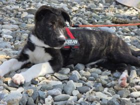 Ayona: Zuhause außerhalb Deutschlands gesucht