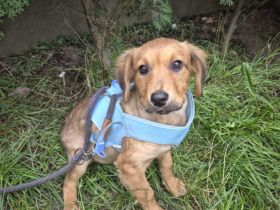 Mischu möchte nach Hause