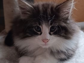 Norwegische Waldkatzen Kitten