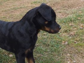 Rottweiler