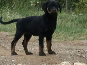 Rottweiler