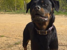 Rottweiler