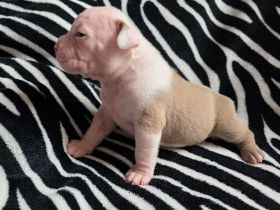 American bully welpen