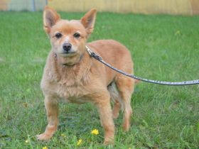 DANNIE Spitz (Kastriert) SGB 625,00 €