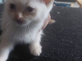 2 super Süße BKH Kitten