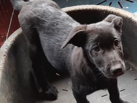 Welpen Hütehund Mischlinge