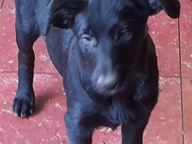 Welpen Hütehund Mischlinge