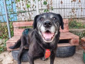 Es ist höchste Zeit für Samsons Glück!