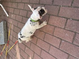 Französische Bulldogge Welpen