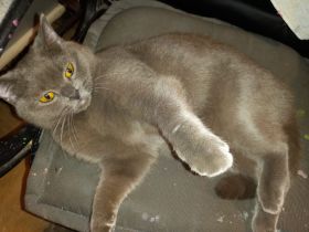 ♥️ Süße Katze - BKH - sucht liebevolles Zuhause ♥️