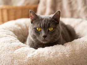 ♥️ Warum müssen es immer Kitten sein? ♥️
