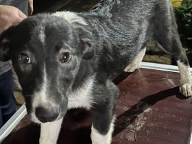 Welpen suchen liebevolles zu Hause