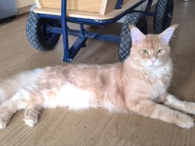 Maine Coon Deckkater (Cream Classic Tabby)
