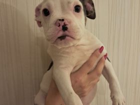 Bulldogge welpe möchte endlich ausziehen