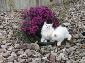 Schneebällchen  mit blauen Augen und excelentem Stammbaum suchen neue Dosenöffner