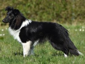 Deckrüden Sheltie