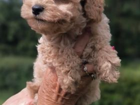 Pudelwelpen, Zwerge, Toy's, Allergiker geeignet, nicht haarende Rasse