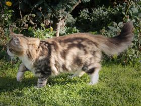 Sibis of Shady Willows