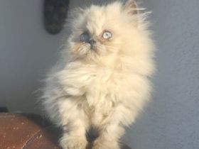 Süßer Britischer Langhaarkater sucht liebevolles Zuhause