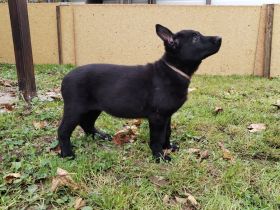 Osteuropäische Schäferhund