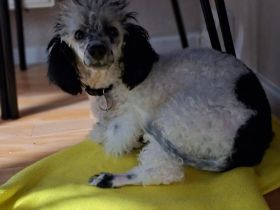 Toypudelrüde Boy sucht ein neues Zuhause
