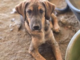 Castro – mutig und lebensfroh