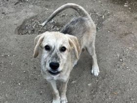 Jason – ein liebevoller Hundejunge wartet auf seine Chance