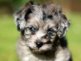 Cavapoo-Welpen Pudel x Cavalier merle Doodel mit Gesundheitszeugnis (Cockapoo, Cockerpoo, Maltipoo)