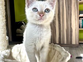 Sphynx mix Katze / Kater Kitten red colour point