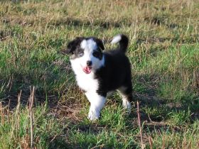Border Collie Rüde