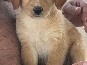 Golden Retriever - 12 Wochen