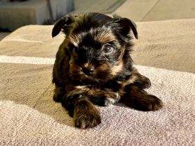 Yorkshire Terrier: Black und Black & Tan Welpen mit Ahnentafel