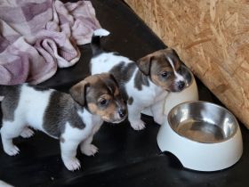 Jack Russel Terrier Welpen Hündinnen