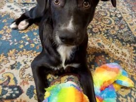 Hübscher Zeno sucht liebevolle Familie