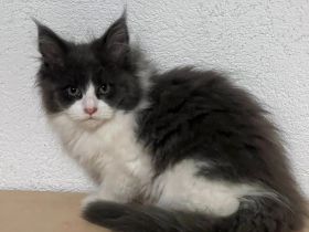 TOP Maine Coon Kitten reinrassig