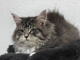 TOP Maine Coon Kitten reinrassig