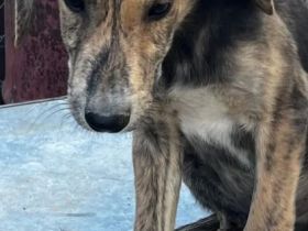 Jimmy – ein fröhlicher Gefährte mit einem großen Herzen