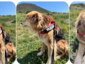 Arktos sucht warmes Für-immer-Körbchen