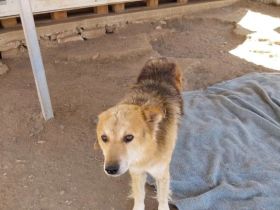 Arktos sucht warmes Für-immer-Körbchen