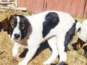 Linda sucht ein Zuhause