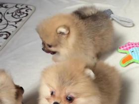 Pomeranian Zwergspitz Welpen