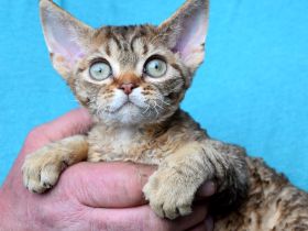 Devon Rex Kitten , reinrassig mit Stammbaum, Gesundheitszeugnis, EU Pass.