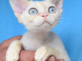 Devon Rex Kitten , reinrassig mit Stammbaum, Gesundheitszeugnis, EU Pass.